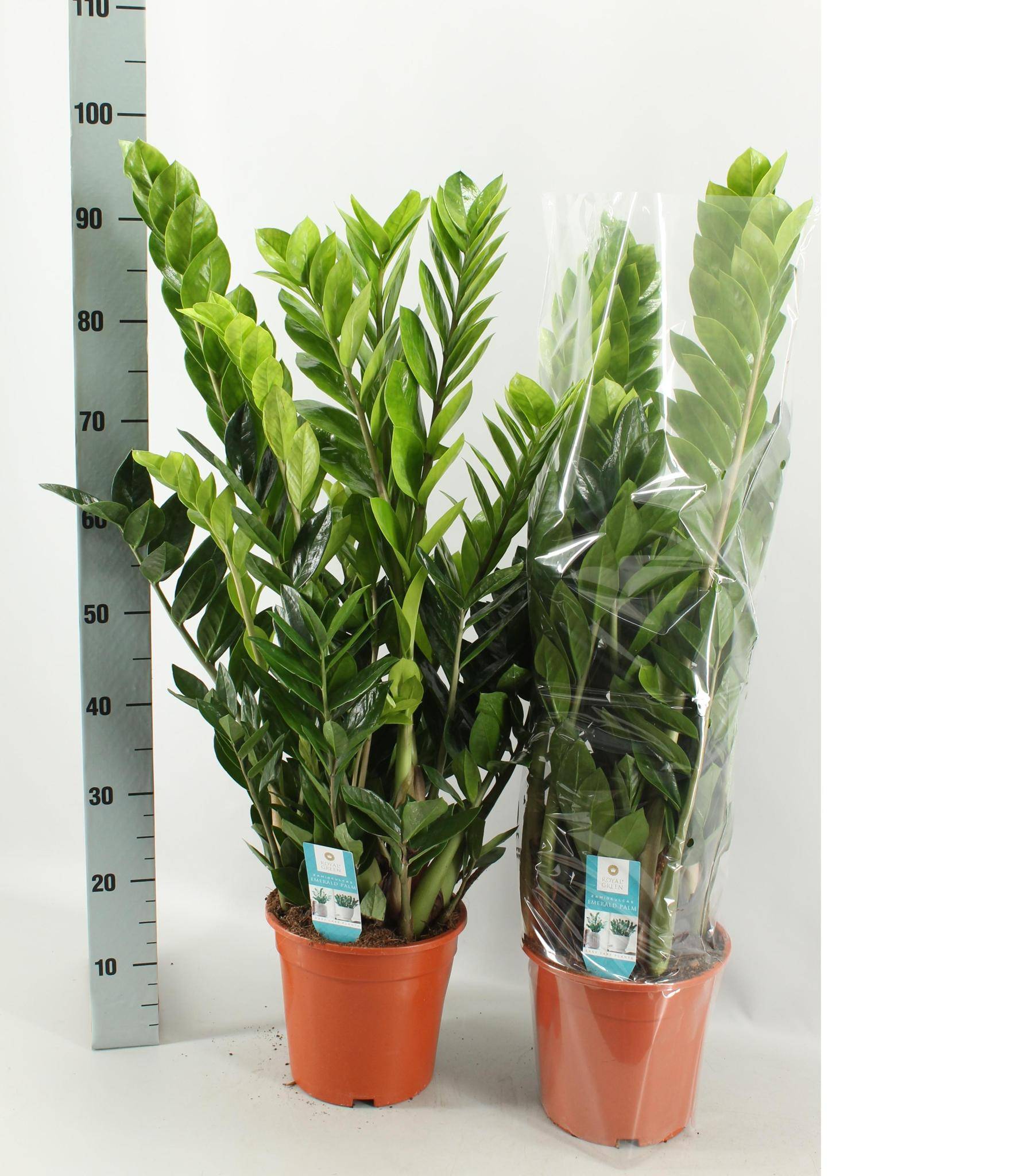 La Green Touch - Zamioculcas Zamiifolia - D21 H95cm
