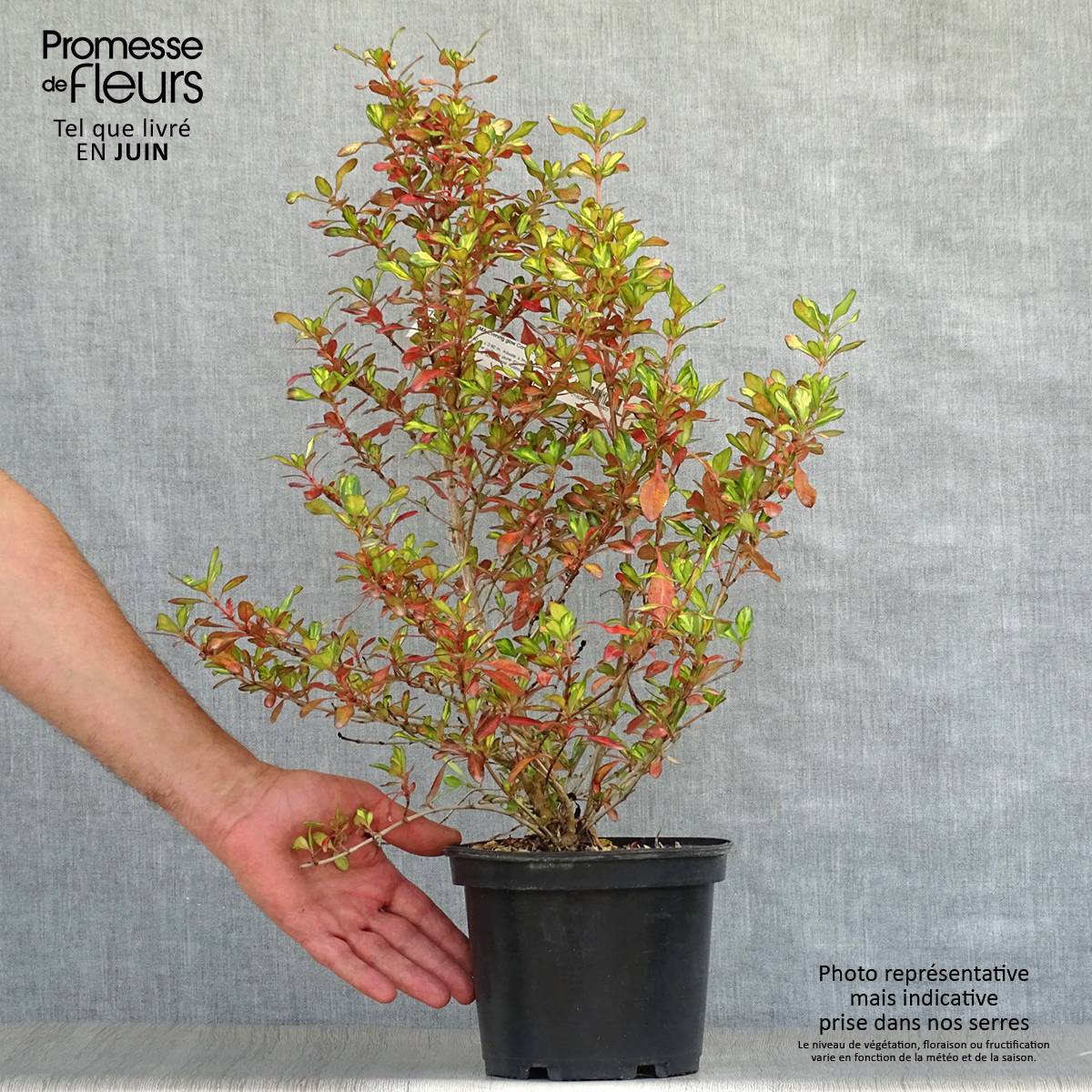 Promesse de Fleurs - Coprosma Evening Glow Pot de 2L/3L - Image 2