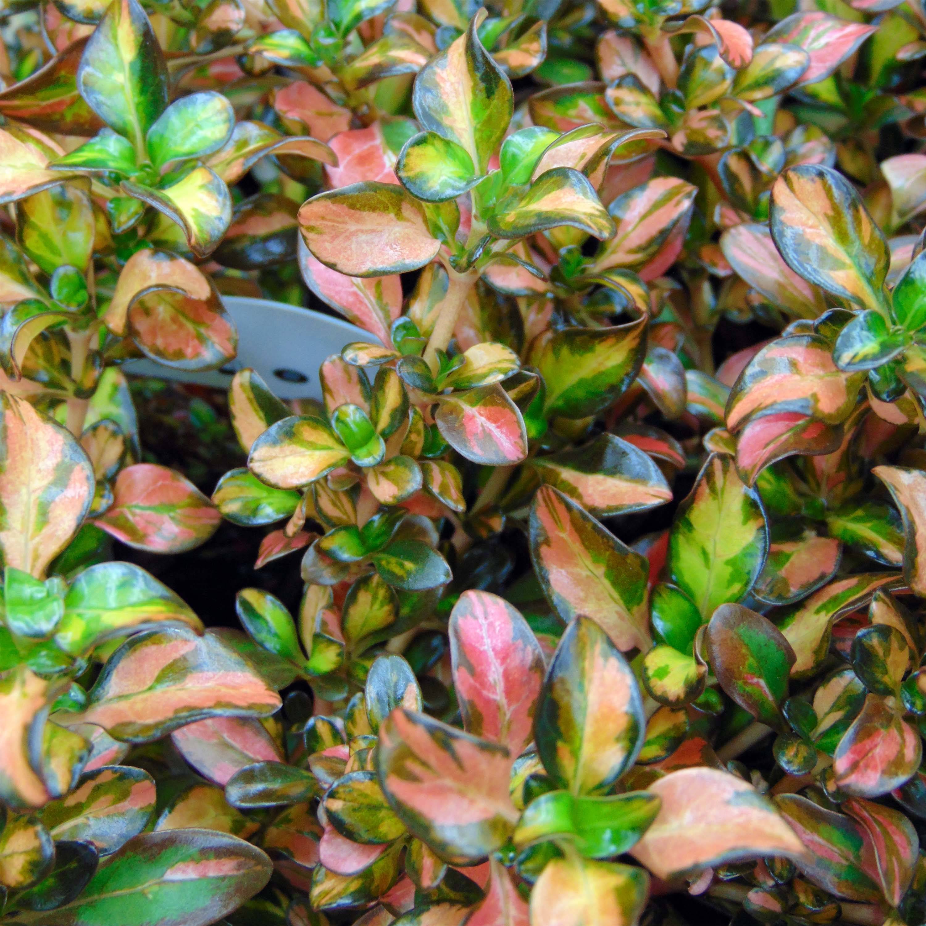 Promesse de Fleurs - Coprosma Evening Glow Pot de 2L/3L