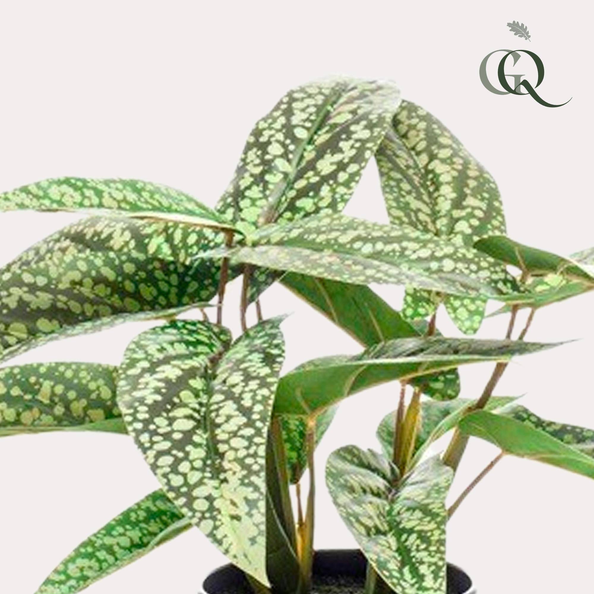 La Green Touch - Calathea Dots plante artificielle - h38cm, Ø15cm- La Green Touch - Imagen 2