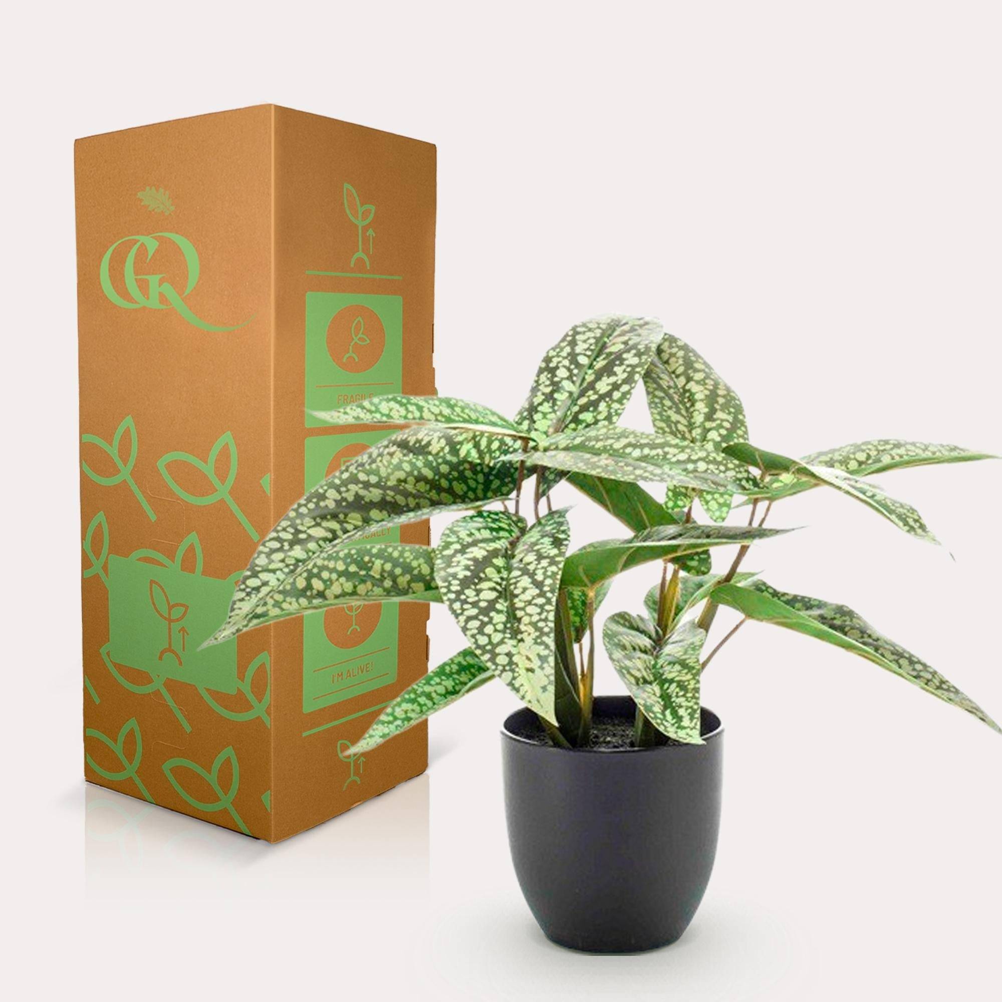 La Green Touch - Calathea Dots plante artificielle - h38cm, Ø15cm- La Green Touch - Imagen 3