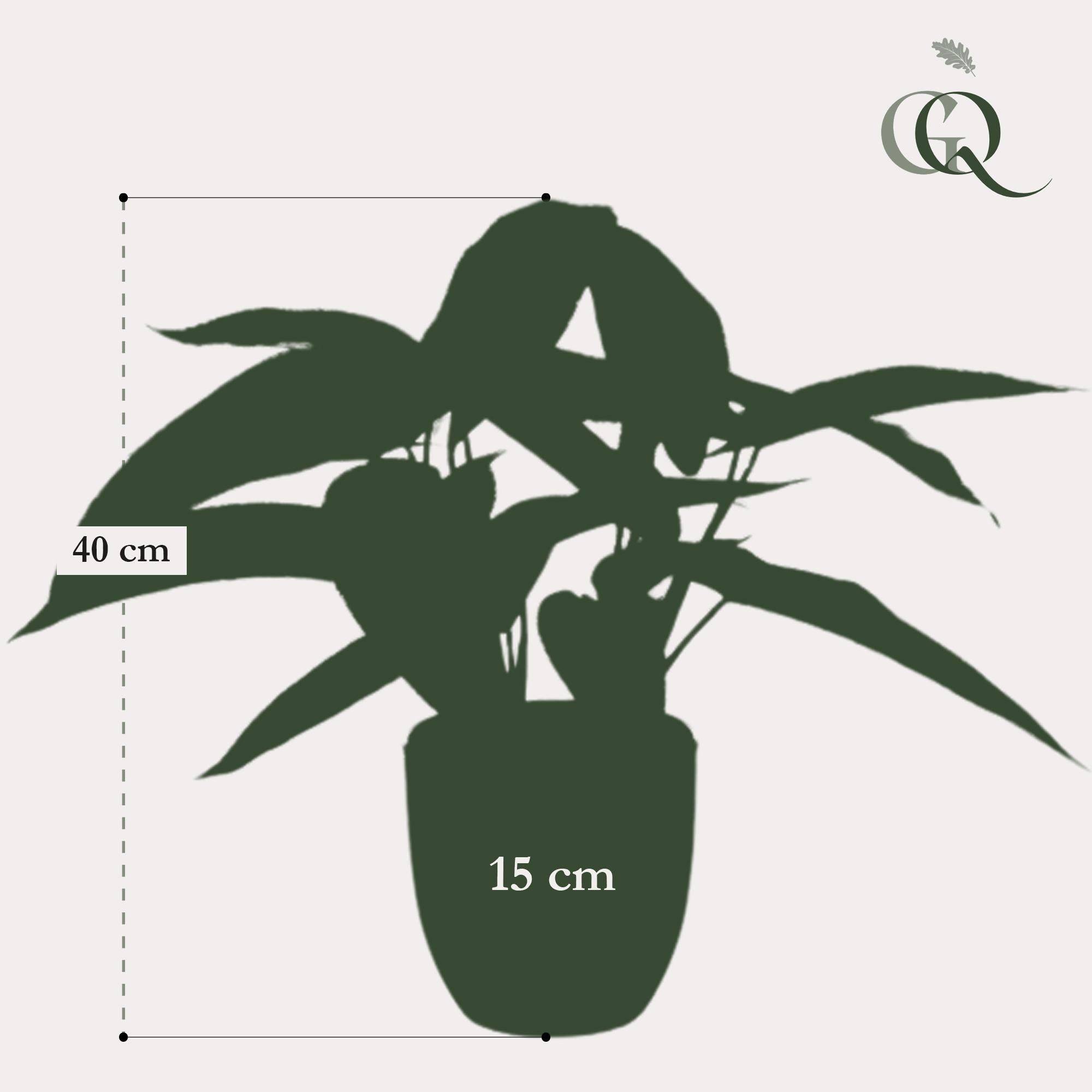 La Green Touch - Calathea Dots plante artificielle - h38cm, Ø15cm- La Green Touch - Imagen 5