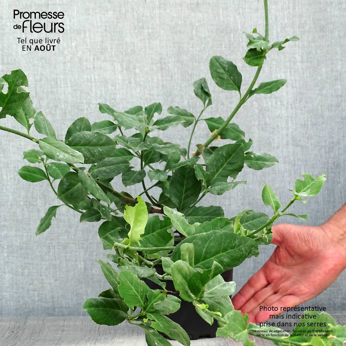 Euonymus fortunei Dart's Blanket - Fusain rampant Pot de 2L/3L - Image 2