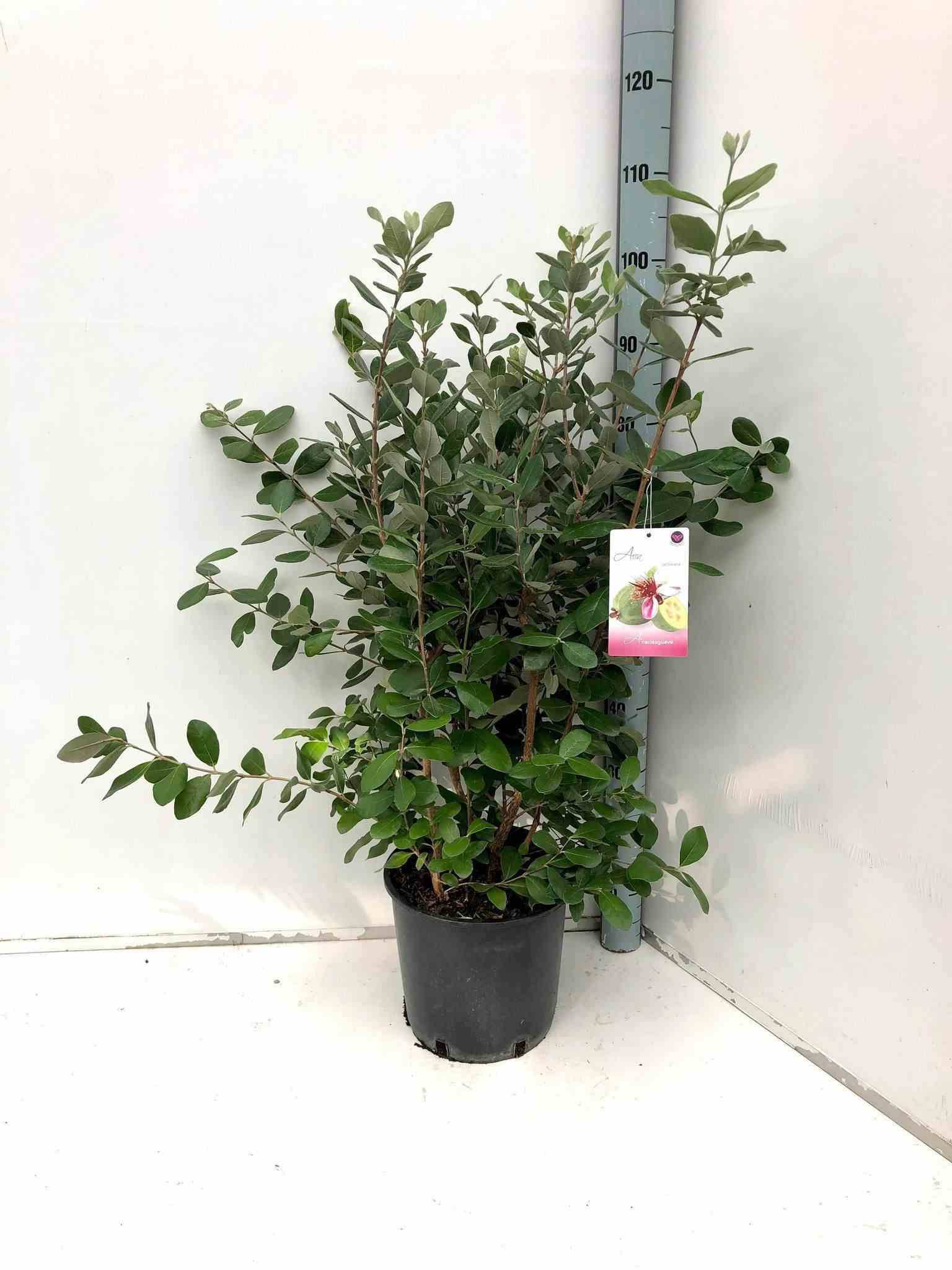 Sans Marque - Acca sellowiana (ananas feijoa ou goyave) Pot de 12 litres - 140/160 cm - Image 2