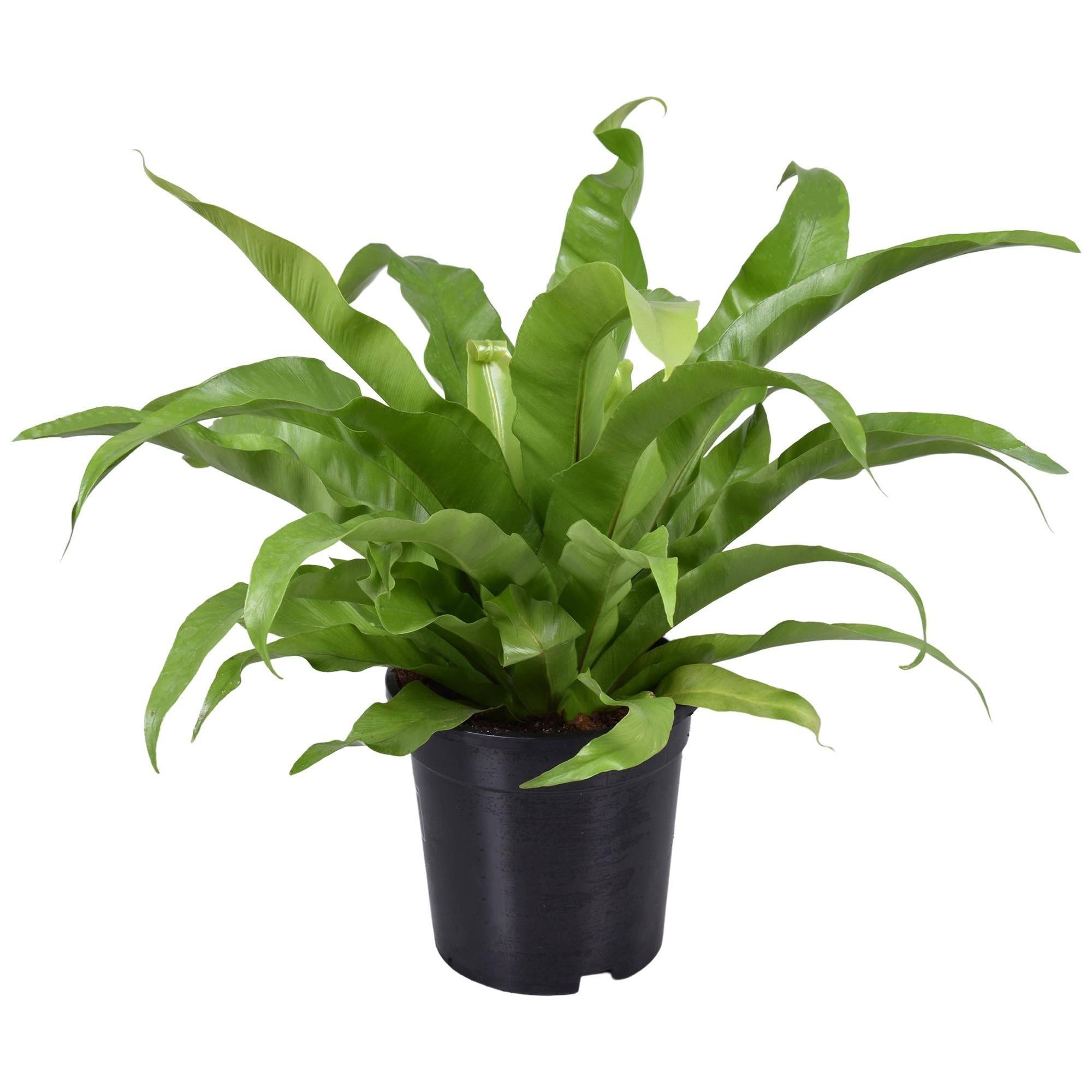 Asplenium 'Antiquum' 45cm - Plante d'intérieur- La Green Touch