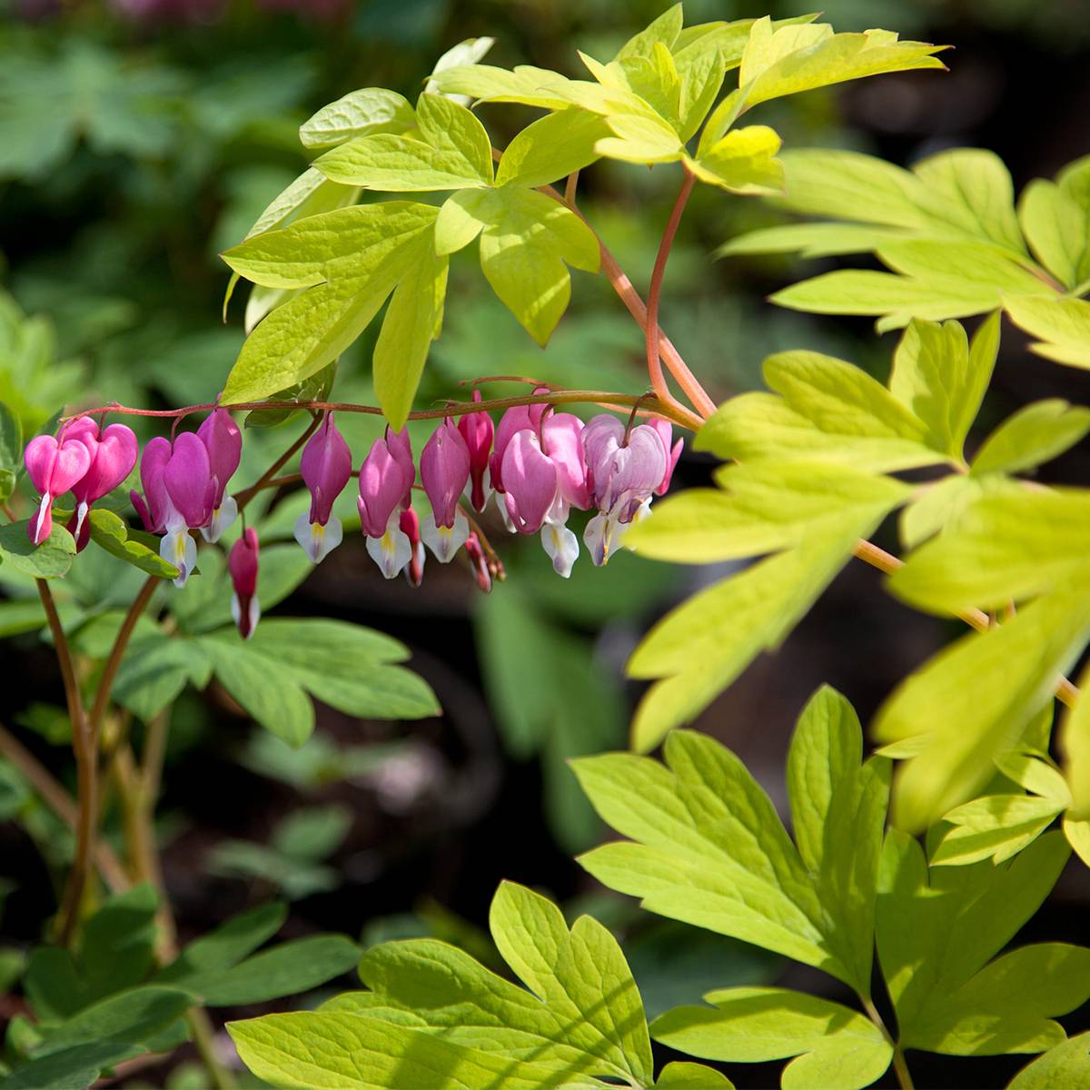 Coeur de Marie - Dicentra spectabilis Yellow Leaf Pot de 3L/4L
