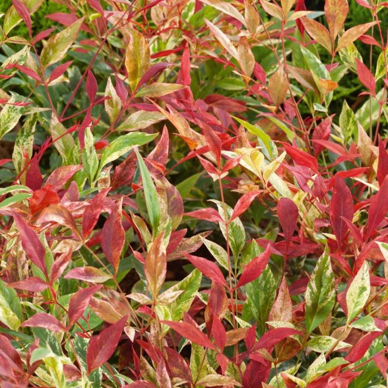 Bambou sacré Red Light® 'NRL2015', Nandina - Pot de 3L - 20/40 cm - Image 4
