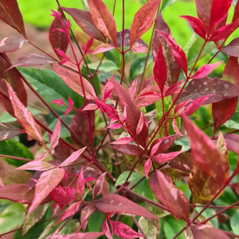 Bambou sacré Red Light® 'NRL2015', Nandina - Pot de 3L - 20/40 cm - Image 1