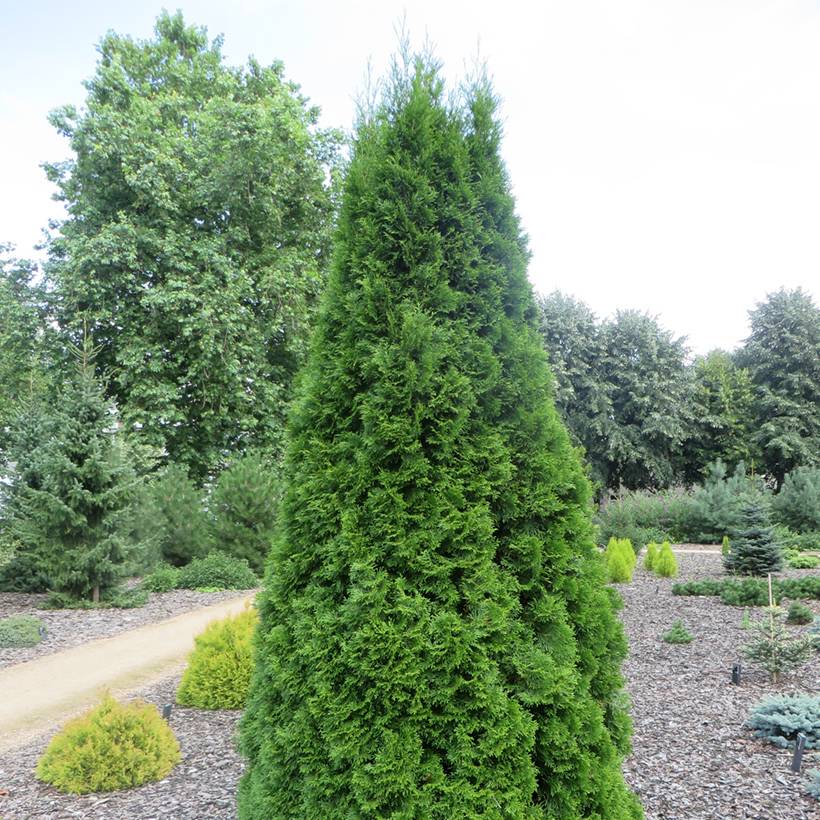 Promesse de Fleurs - Thuya du Canada - Thuja occidentalis Pyramidalis Compacta Godet de 8/9 cm