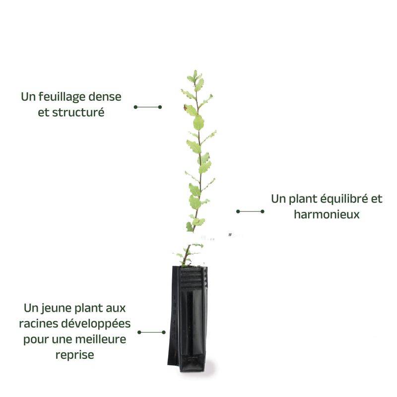 Chêne liège (Quercus suber) - Godet - Taille 13/25cm - Pépinières Naudet - Image 4