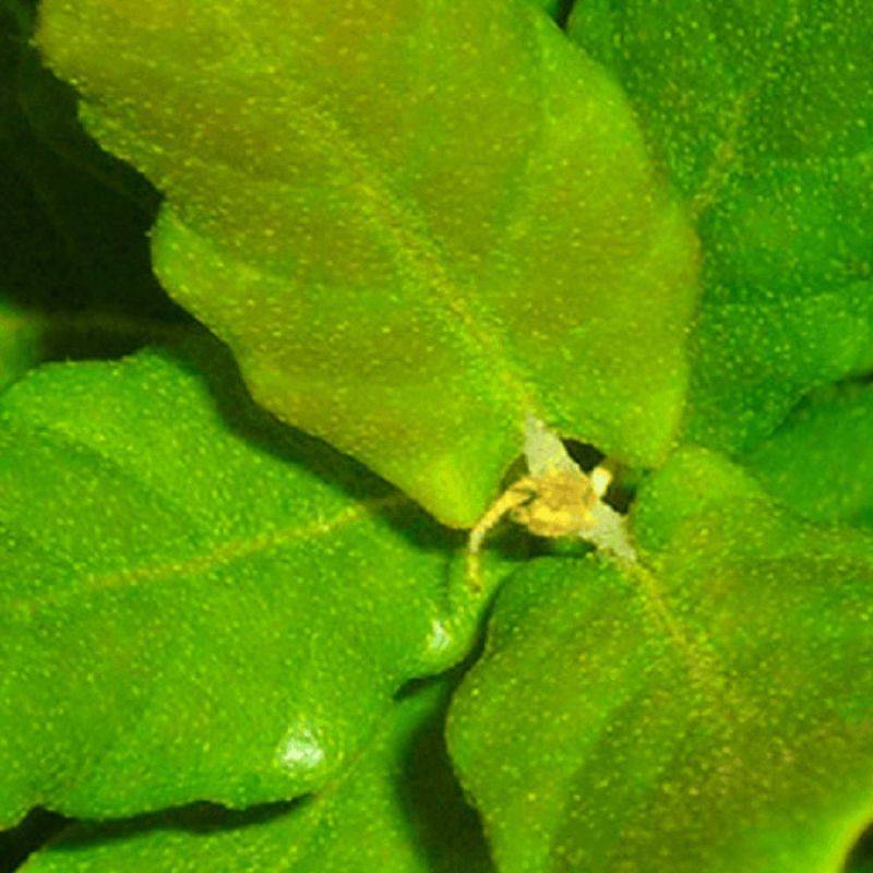 Chêne liège (Quercus suber) - Godet - Taille 13/25cm - Pépinières Naudet - Image 2