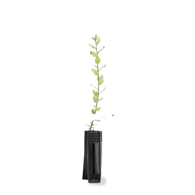 Chêne liège (Quercus suber) - Godet - Taille 13/25cm - Pépinières Naudet - Image 3