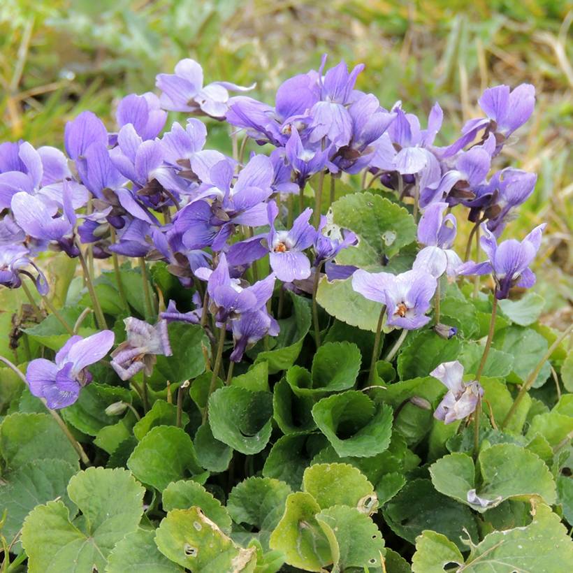 Graines de Violette odorante - Viola odorata le sachet de 50 graines environ (0,3g)