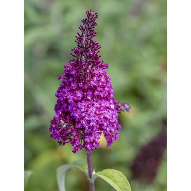 Buddleja Funky Fuchsia - Arbre aux papillons Pot de 2L/3L - Image 1