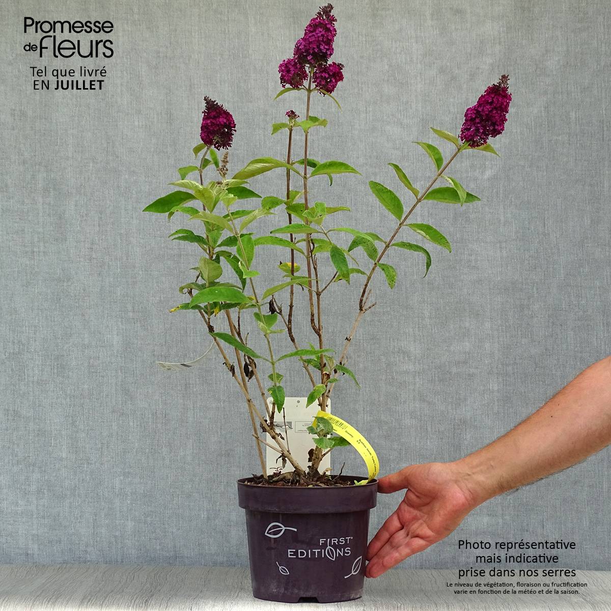 Buddleja Funky Fuchsia - Arbre aux papillons Pot de 2L/3L - Image 2