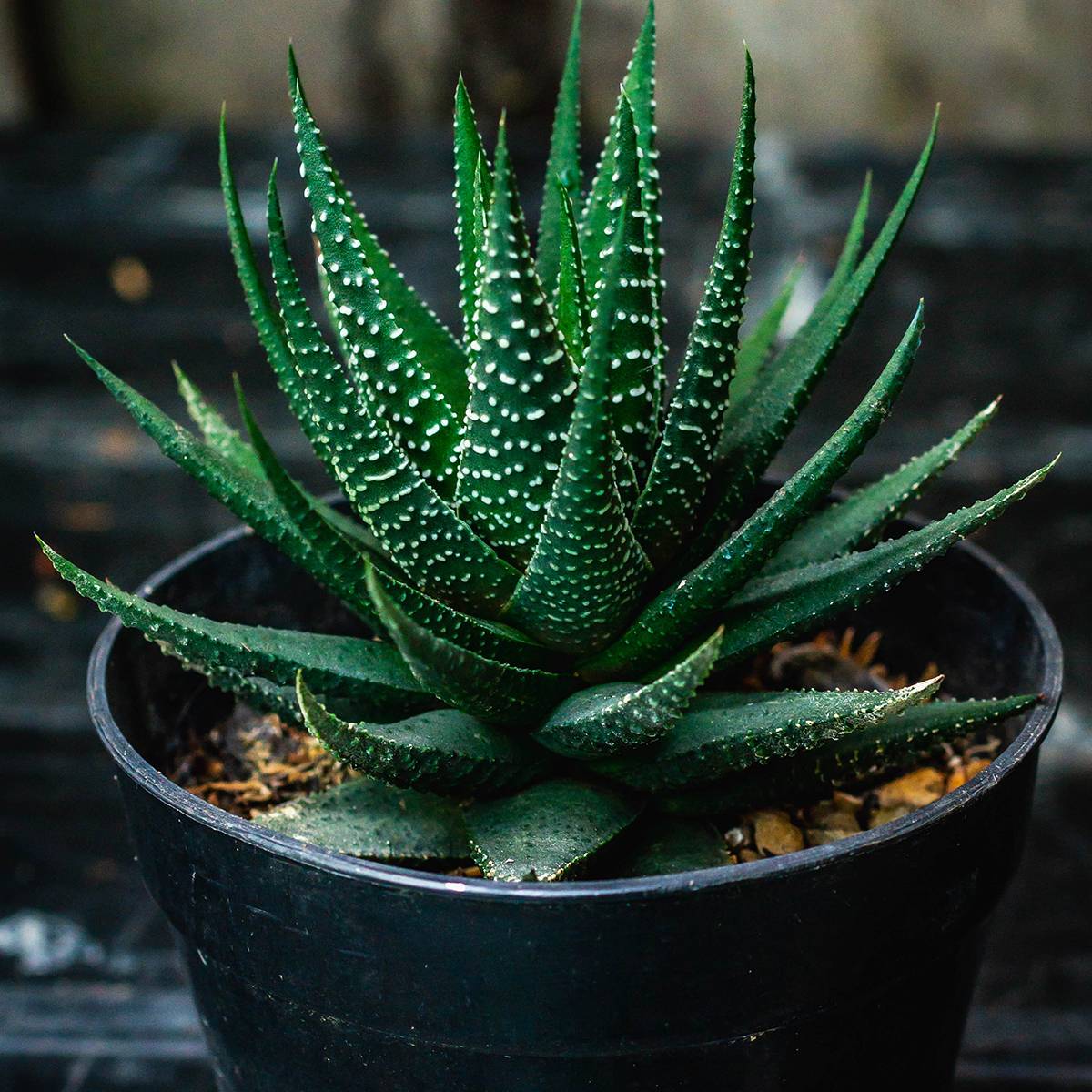 Promesse de Fleurs - Haworthia Gasworthia  Mini-plante