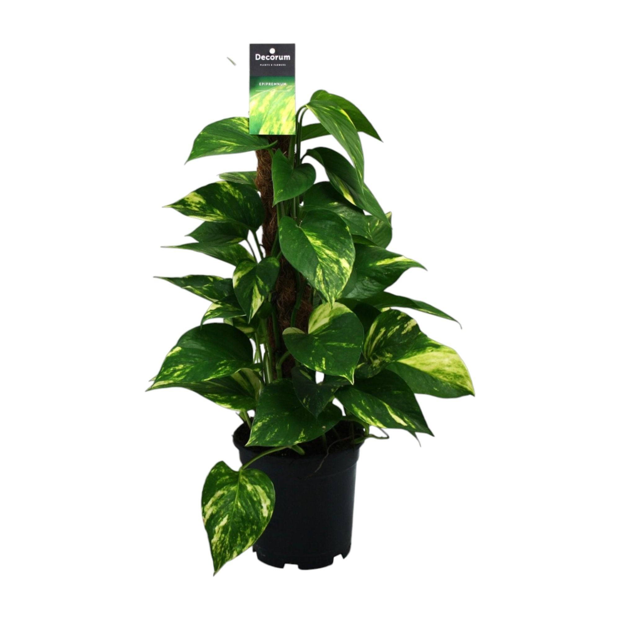 Scindapsus (Epipremnum) - D15 H50cm