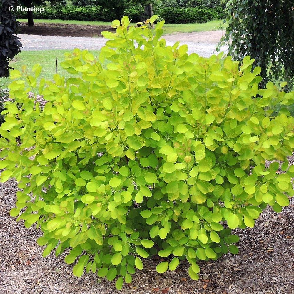 Cotinus coggygria Golden Lady - Arbre à perruque Pot de 7,5L/10L - Image 1