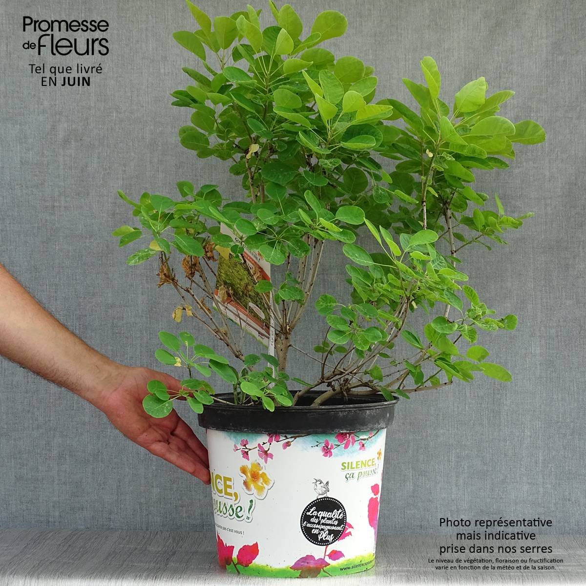 Cotinus coggygria Golden Lady - Arbre à perruque Pot de 7,5L/10L - Image 2
