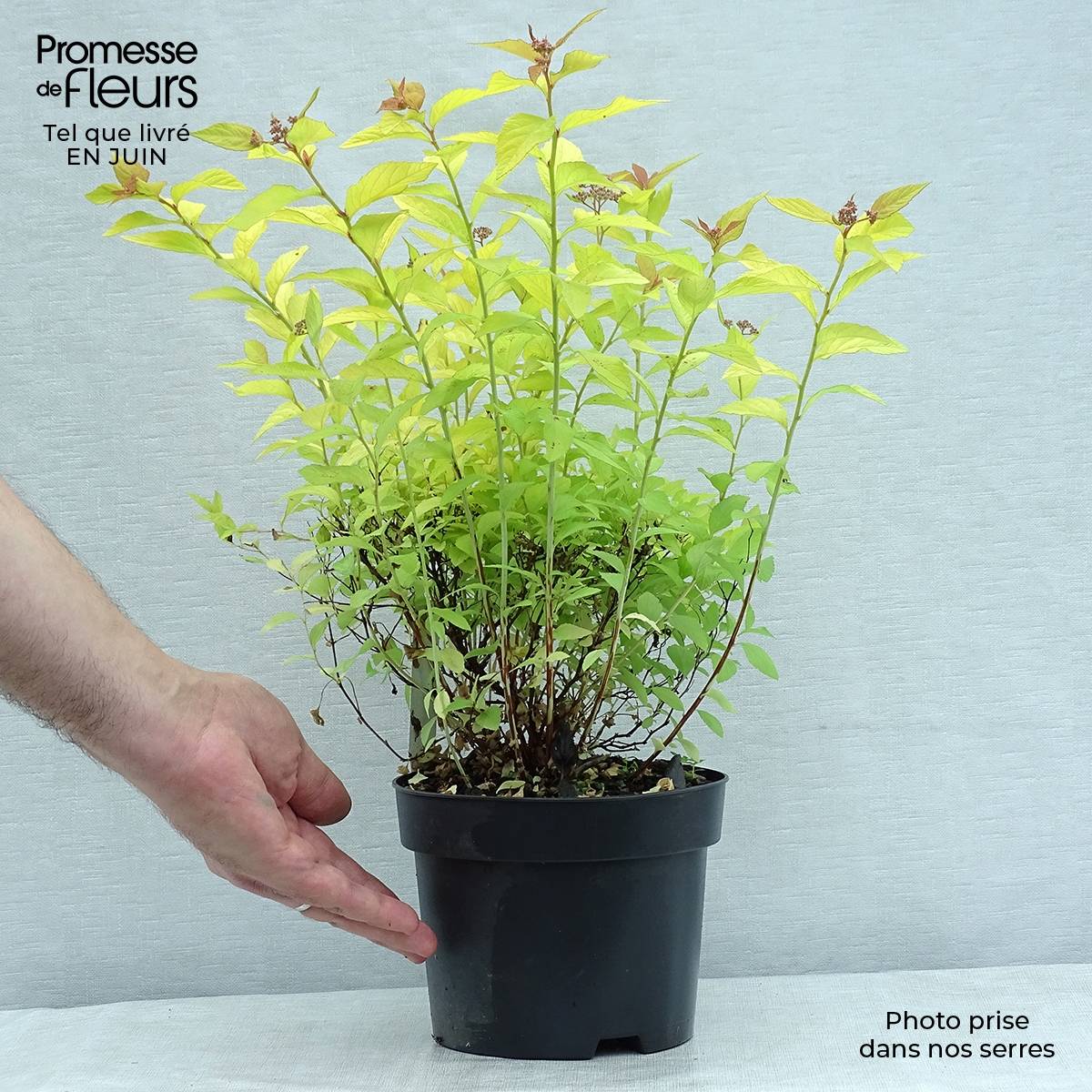 Spirée japonaise Golden Princess - Spiraea japonica Pot de 2L/3L - Image 2