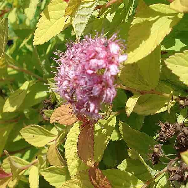 Spirée japonaise Golden Princess - Spiraea japonica Pot de 2L/3L - Image 1
