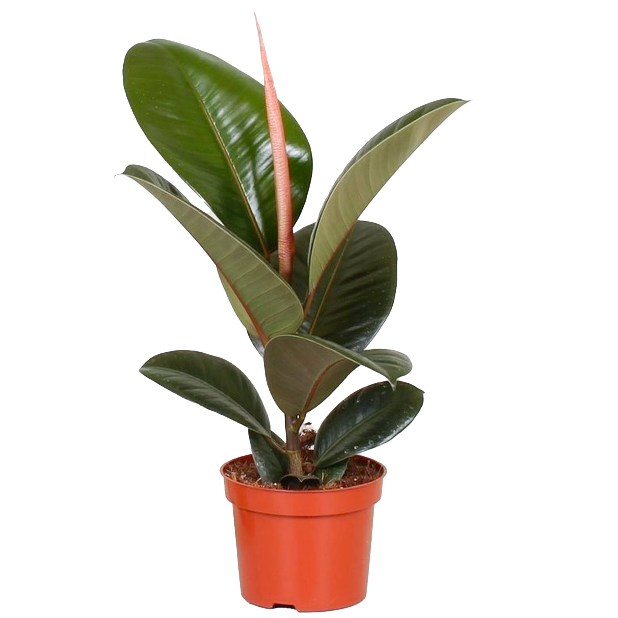 Gardenersdream - Ficus Robusta Luxuriant | Plante En Pot 30-40 Cm | Vente Des Meilleures Plantes D’Intérieur - GardenersDream - Imagen 1