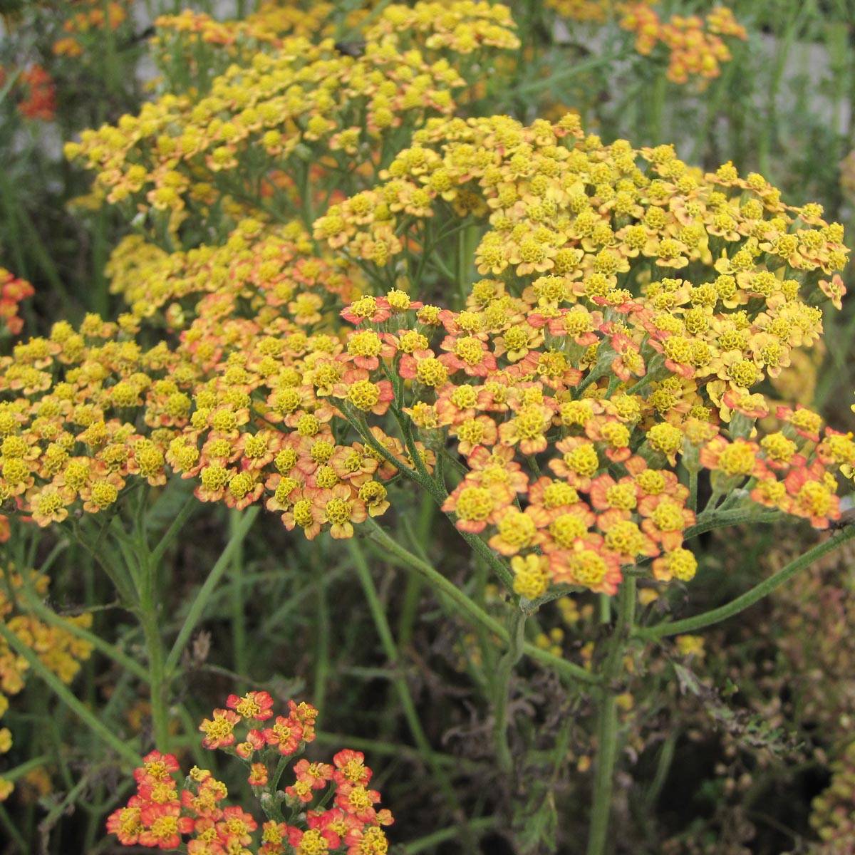 Achillée millefolium Feuerland Godet de 8/9 cm