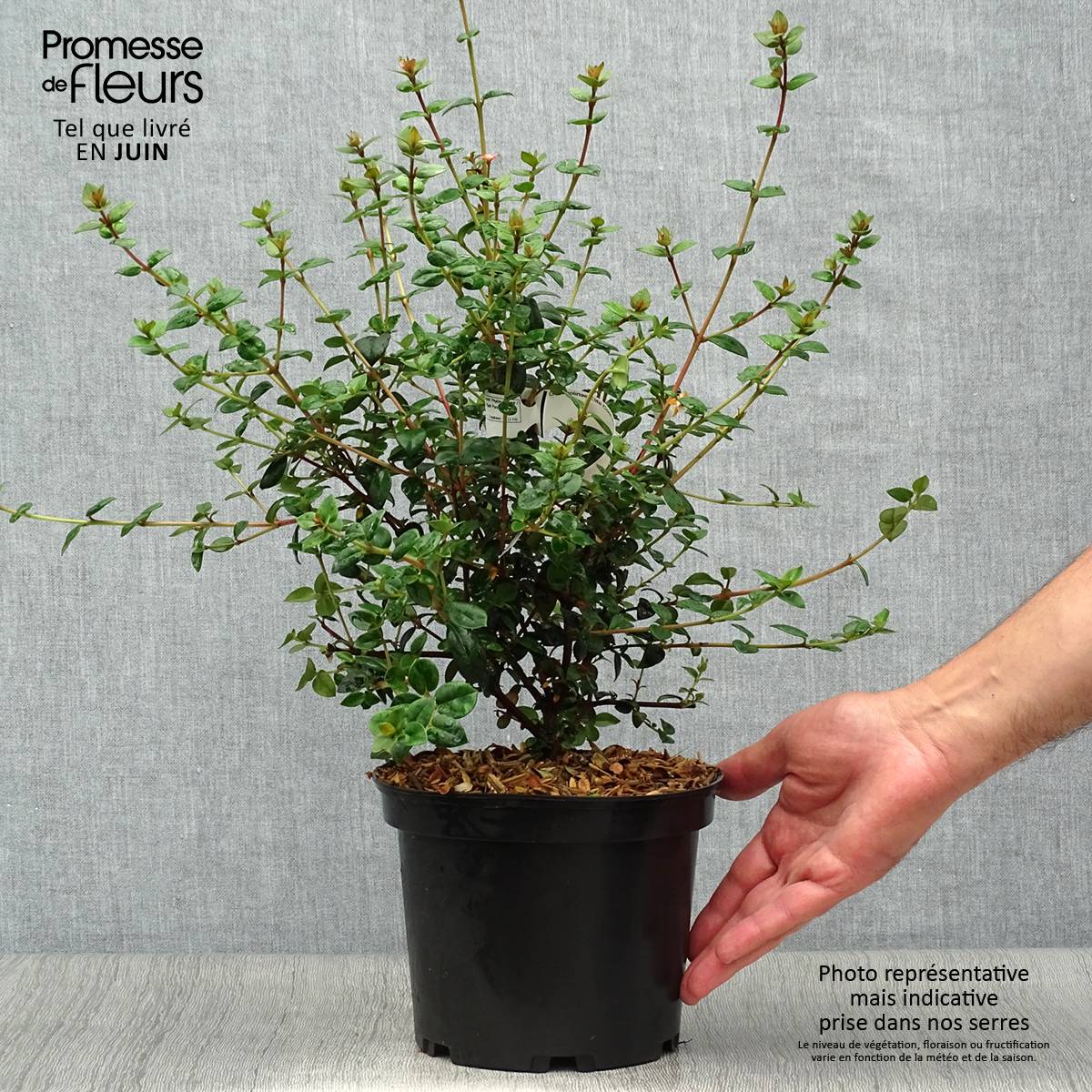 Promesse de Fleurs - Myrtus ugni ou Ugni molinae Elite Pot de 2L/3L - Image 2