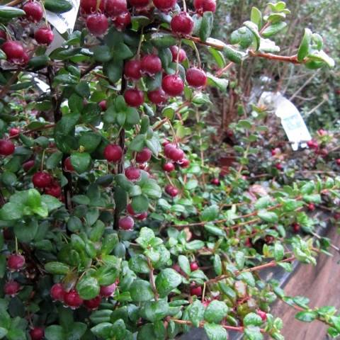 Promesse de Fleurs - Myrtus ugni ou Ugni molinae Elite Pot de 2L/3L