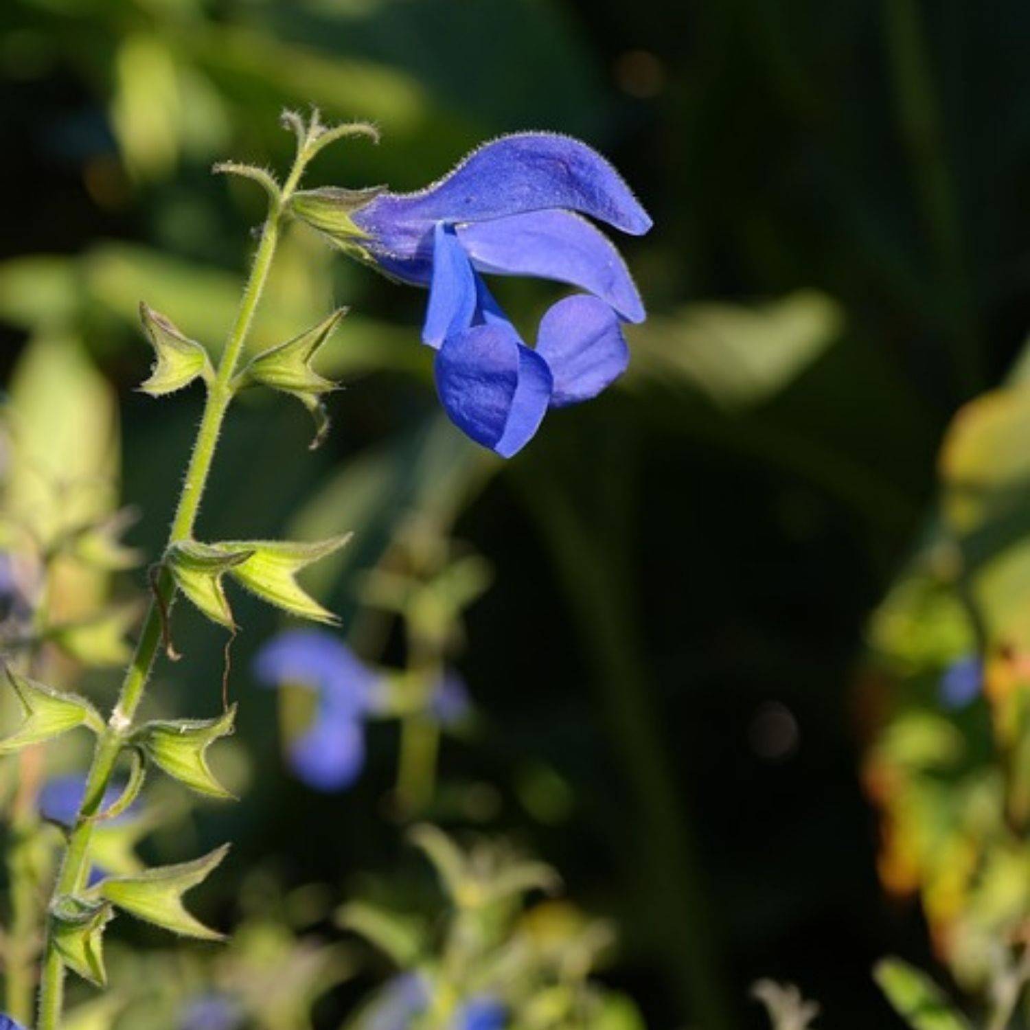 Sauge germandrée - Sans traitement à fleurs Bleue/ - feuillage Caduc - Godet - 5/20 cm - Imagen 1