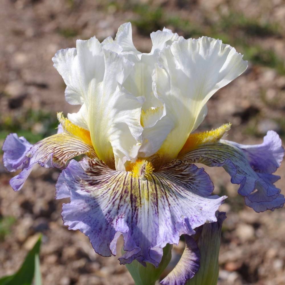 Promesse de Fleurs - Iris germanica Brin de Folie - Iris des Jardins Godet de 8/9 cm