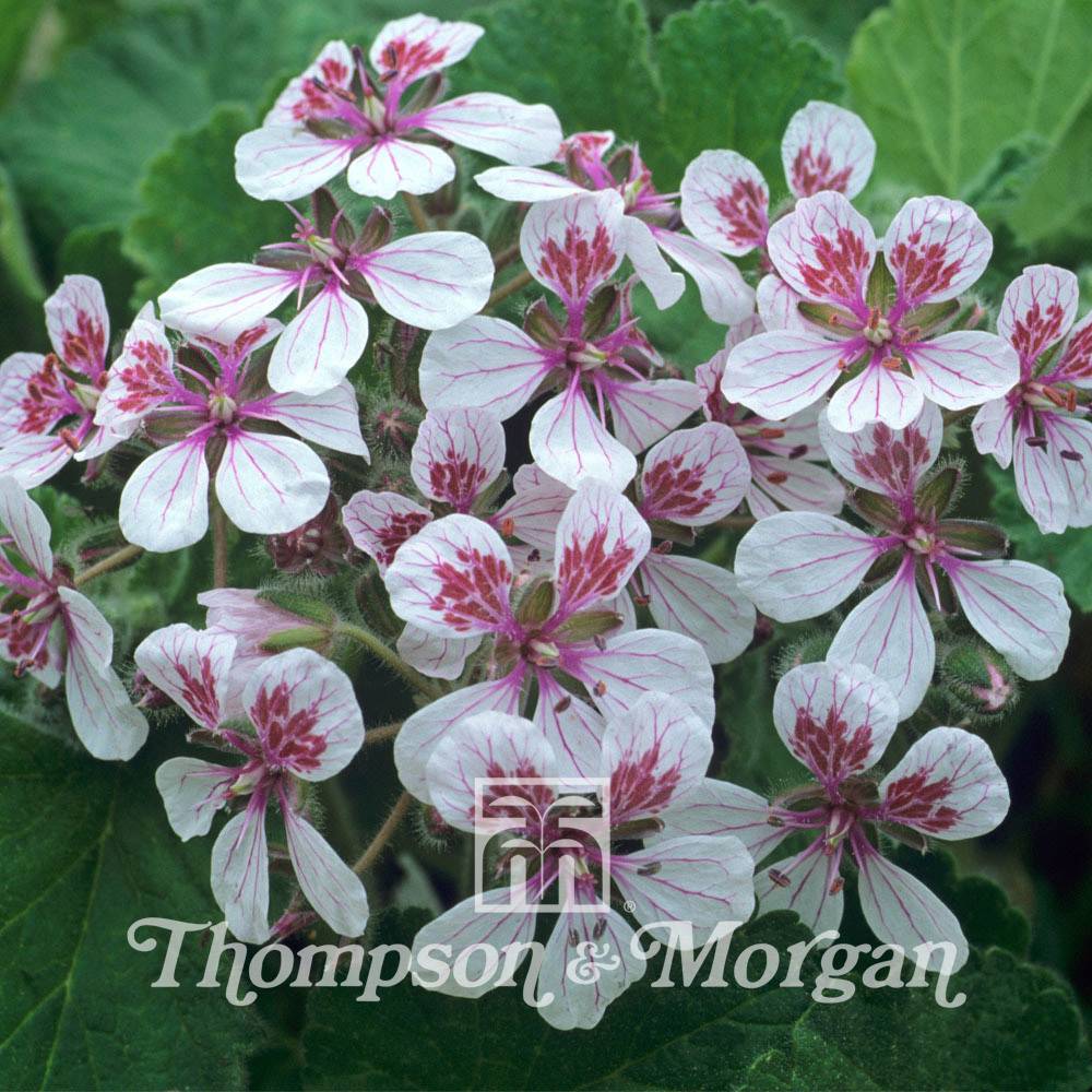 Graines d'Erodium pelargoniflorum Sweetheart - Bec de Grue le sachet de 20 graines environ