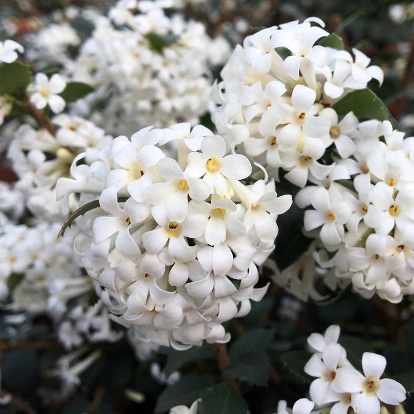 Osmanthus delavayi Perfume of Nature - Osmanthe Pot de 3L/4L