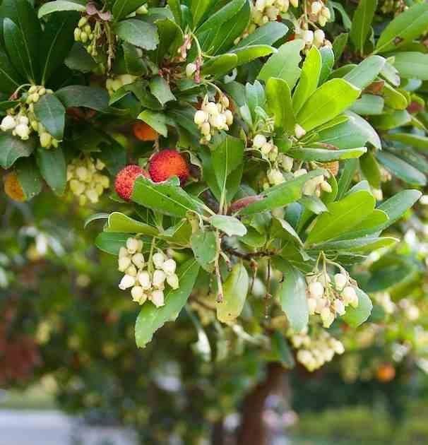 Sans Marque - Arbutus unedo var. Rubra (arbousier) Couleur floraison:Blanc - Taille:Pot de 6 litres - 140/150cm - Image 4