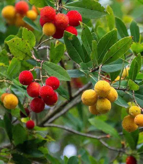 Sans Marque - Arbutus unedo var. Rubra (arbousier) Couleur floraison:Blanc - Taille:Pot de 6 litres - 140/150cm - Image 3