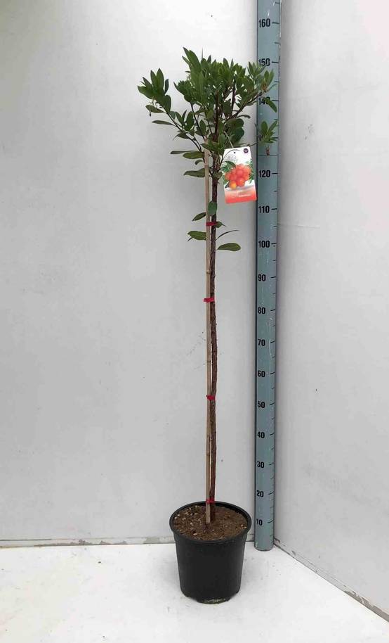 Sans Marque - Arbutus unedo var. Rubra (arbousier) Couleur floraison:Blanc - Taille:Pot de 6 litres - 140/150cm - Image 2