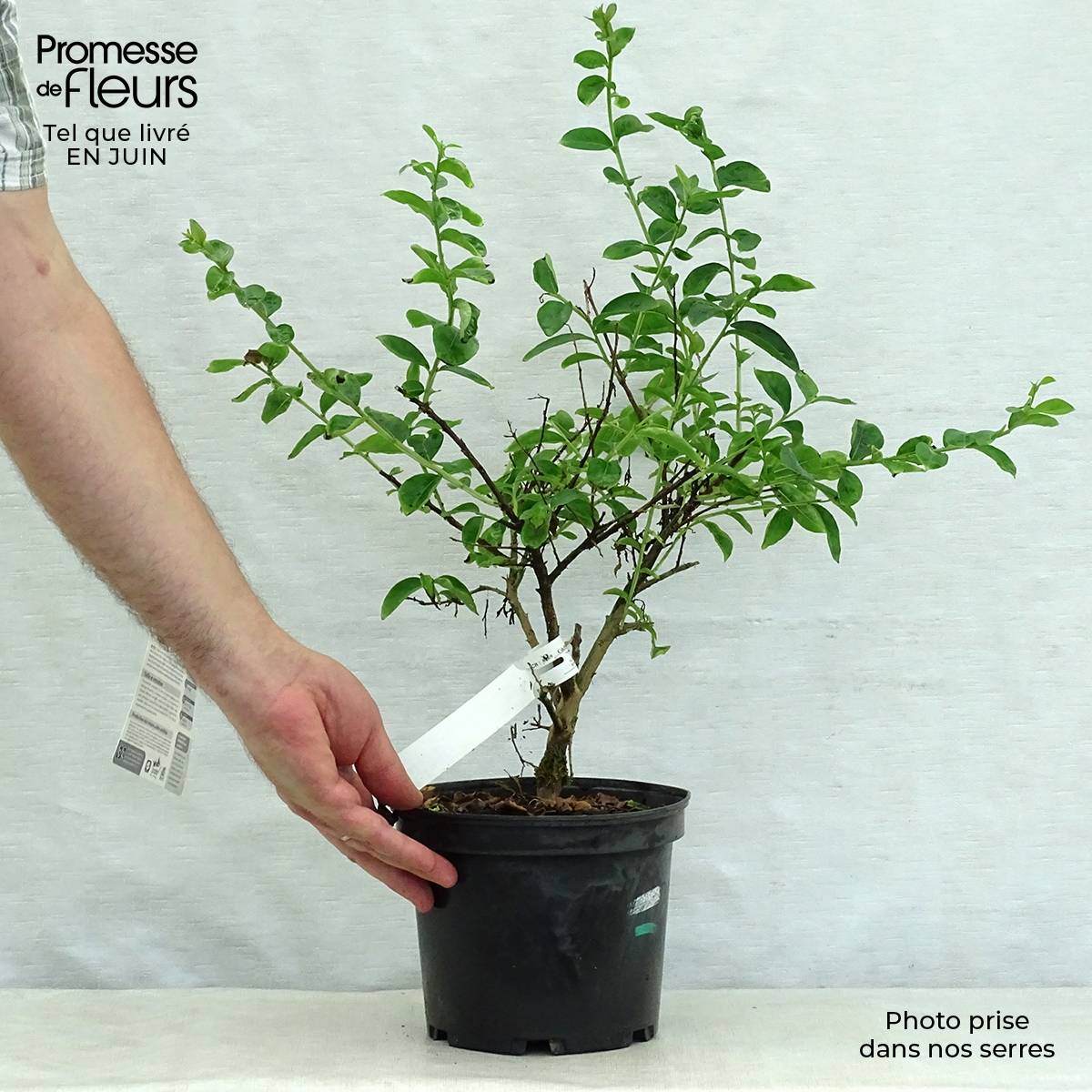 Lagerstroemia indica Souvenir d'Hubert Puard - Lilas des Indes Pot de 3L/4L - Image 2