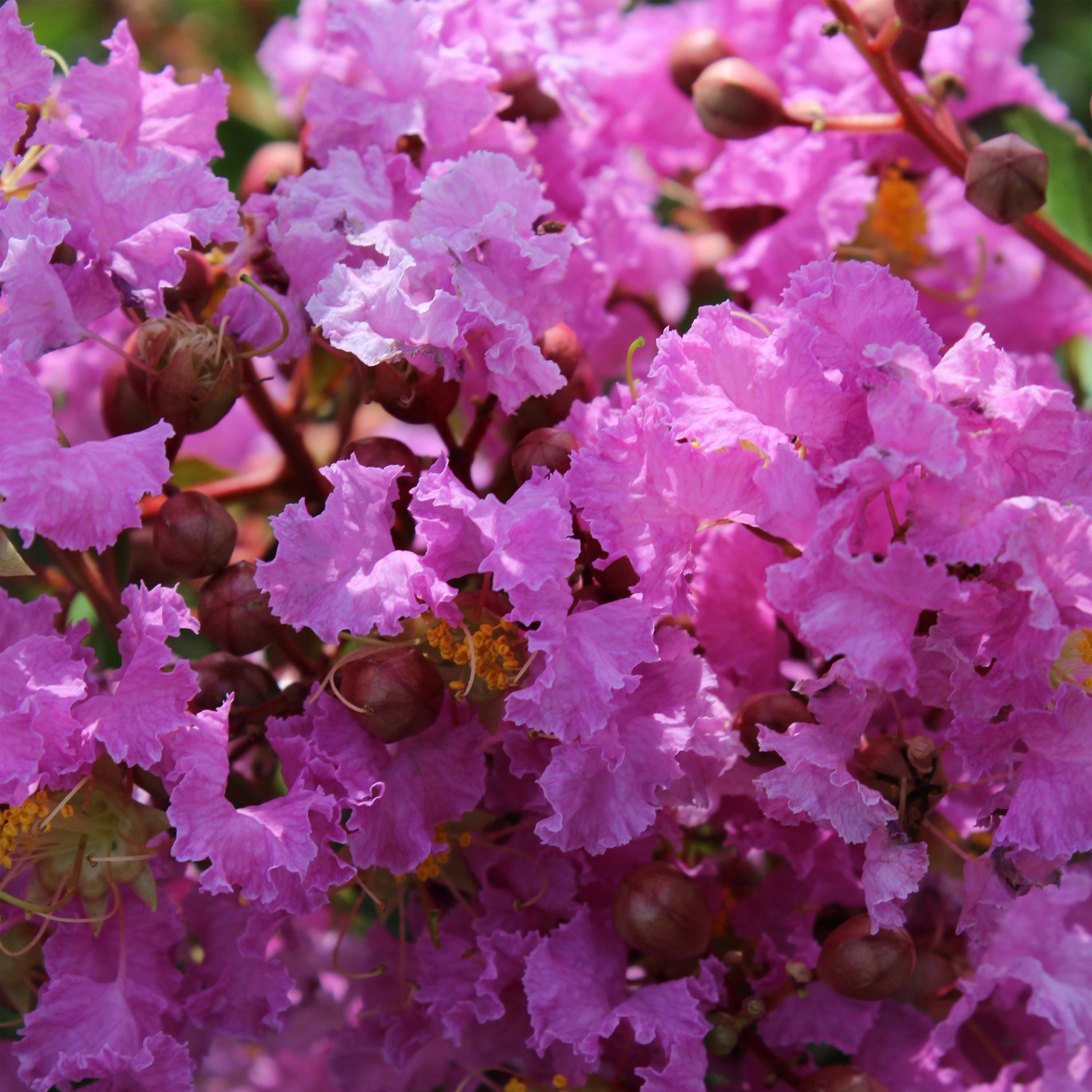 Lagerstroemia indica Souvenir d'Hubert Puard - Lilas des Indes Pot de 3L/4L - Image 1