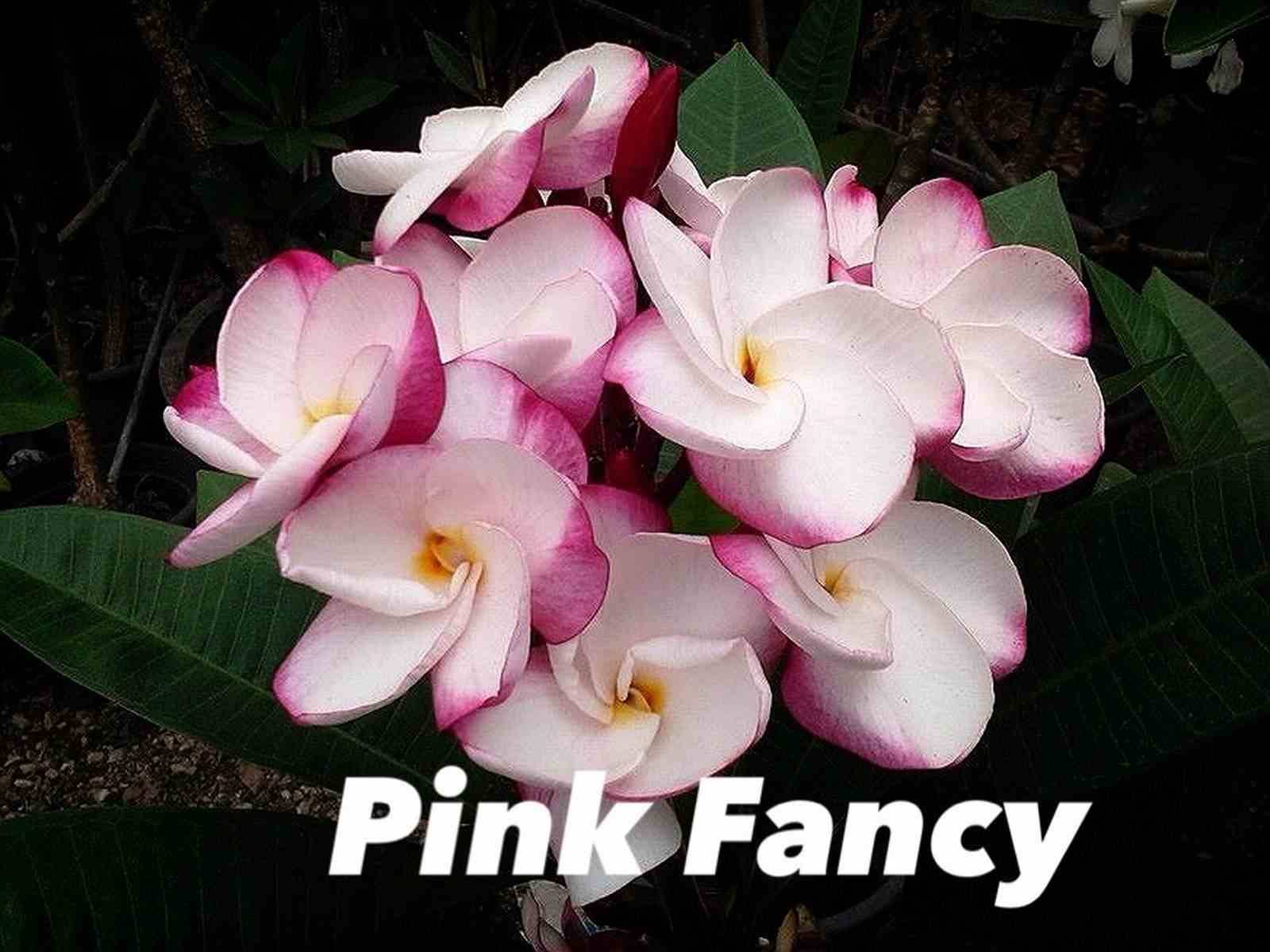 Sans Marque - Plumeria rubra "Pink Fancy" (frangipanier) Taille:Pot de 2 litres ? 20/30 cm - Couleur floraison:blanc et rose