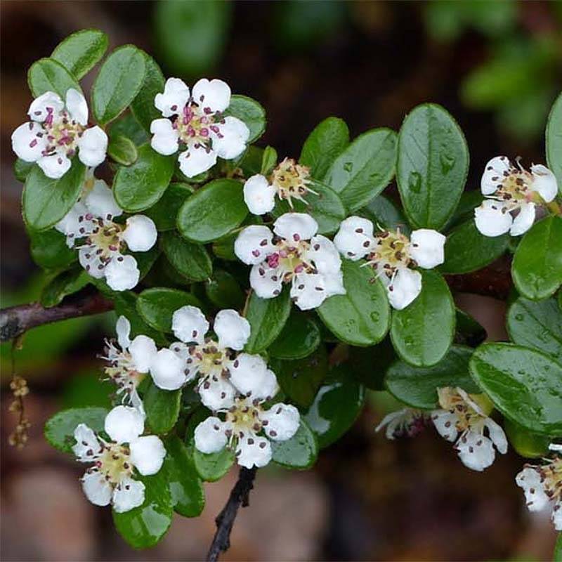 Cotonéaster suecicus Skogholm Godet de 8/9 cm - Image 1