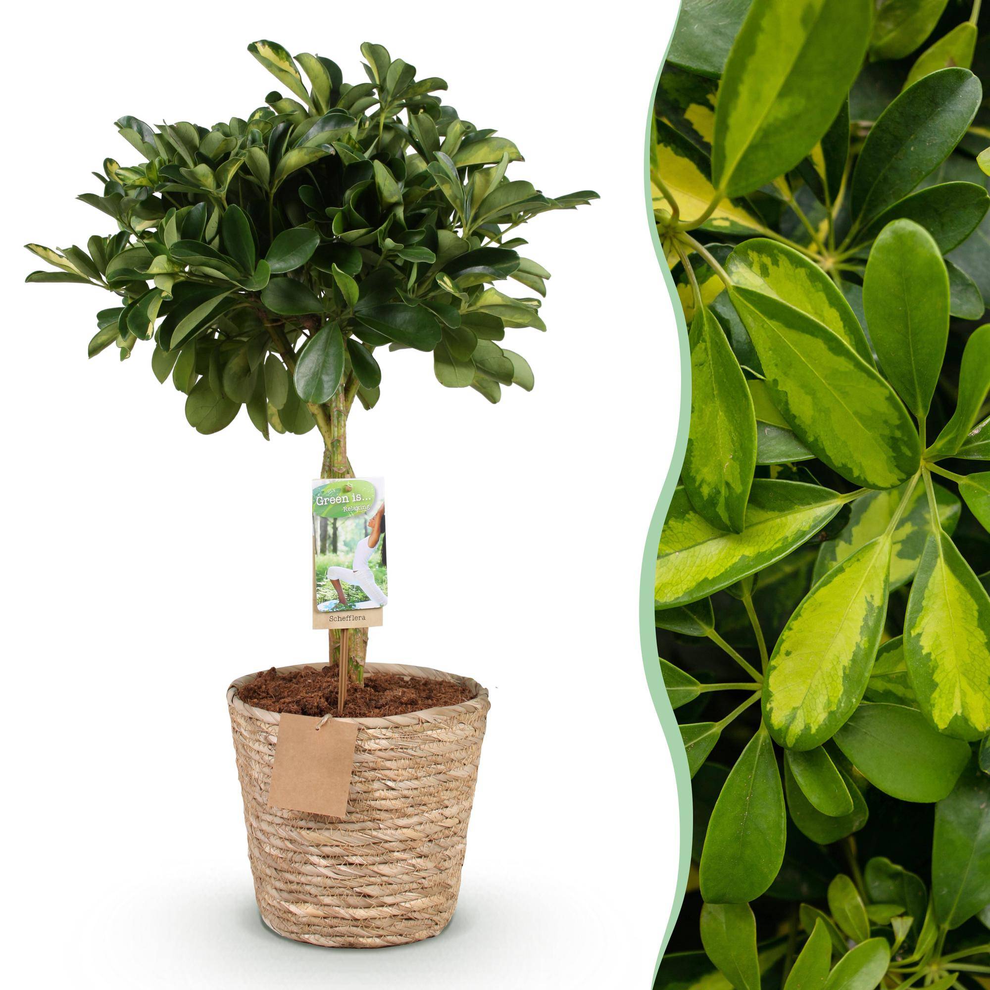 Schefflera Gold Capelle - Pot de 21cm - Hauteur 70-81cm - Panier - Plantes d'intérieur