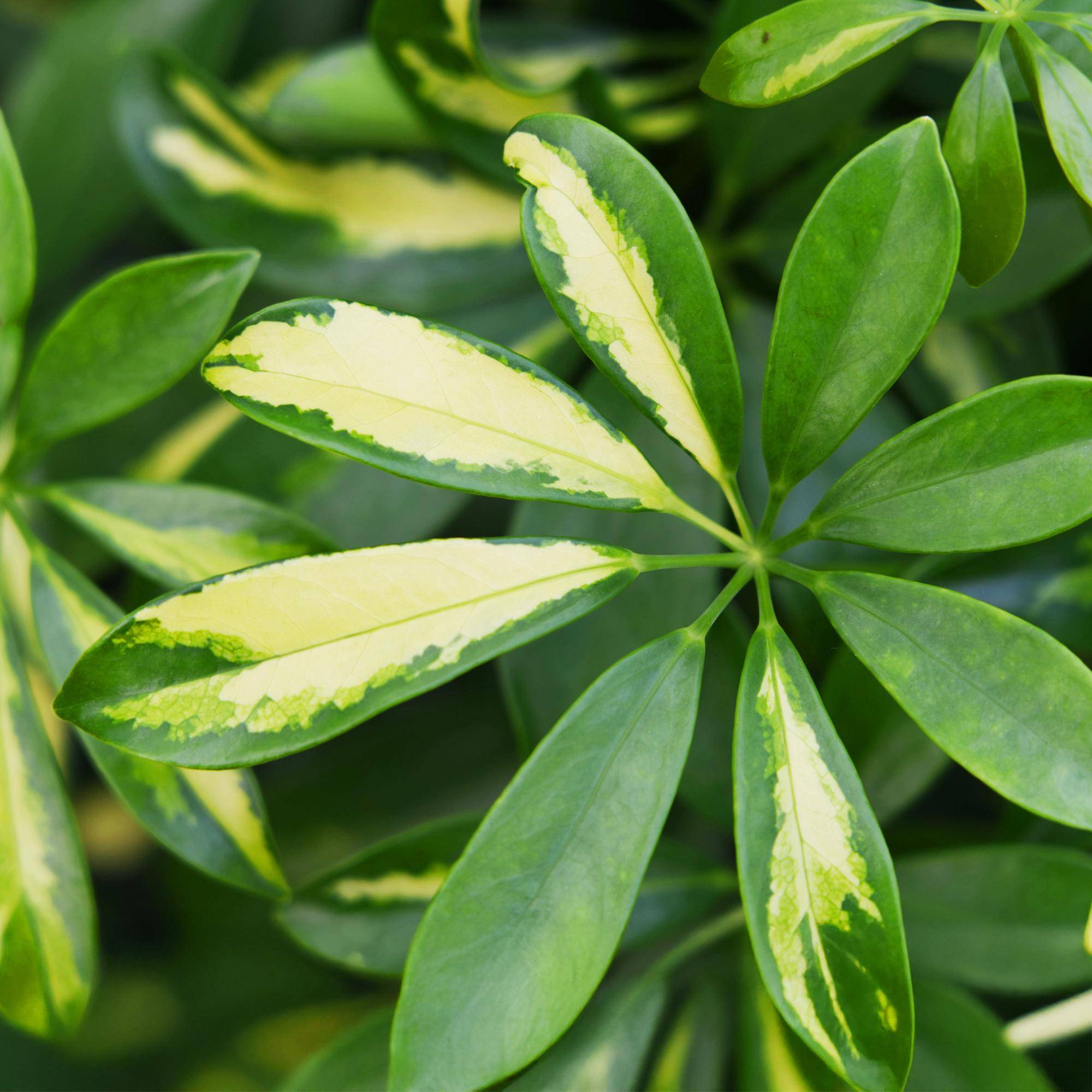 Schefflera Gold Capelle - Pot de 21cm - Hauteur 70-81cm - Panier - Plantes d'intérieur - Image 5