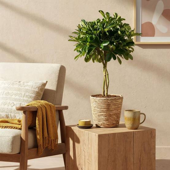 Schefflera Gold Capelle - Pot de 21cm - Hauteur 70-81cm - Panier - Plantes d'intérieur - Image 4