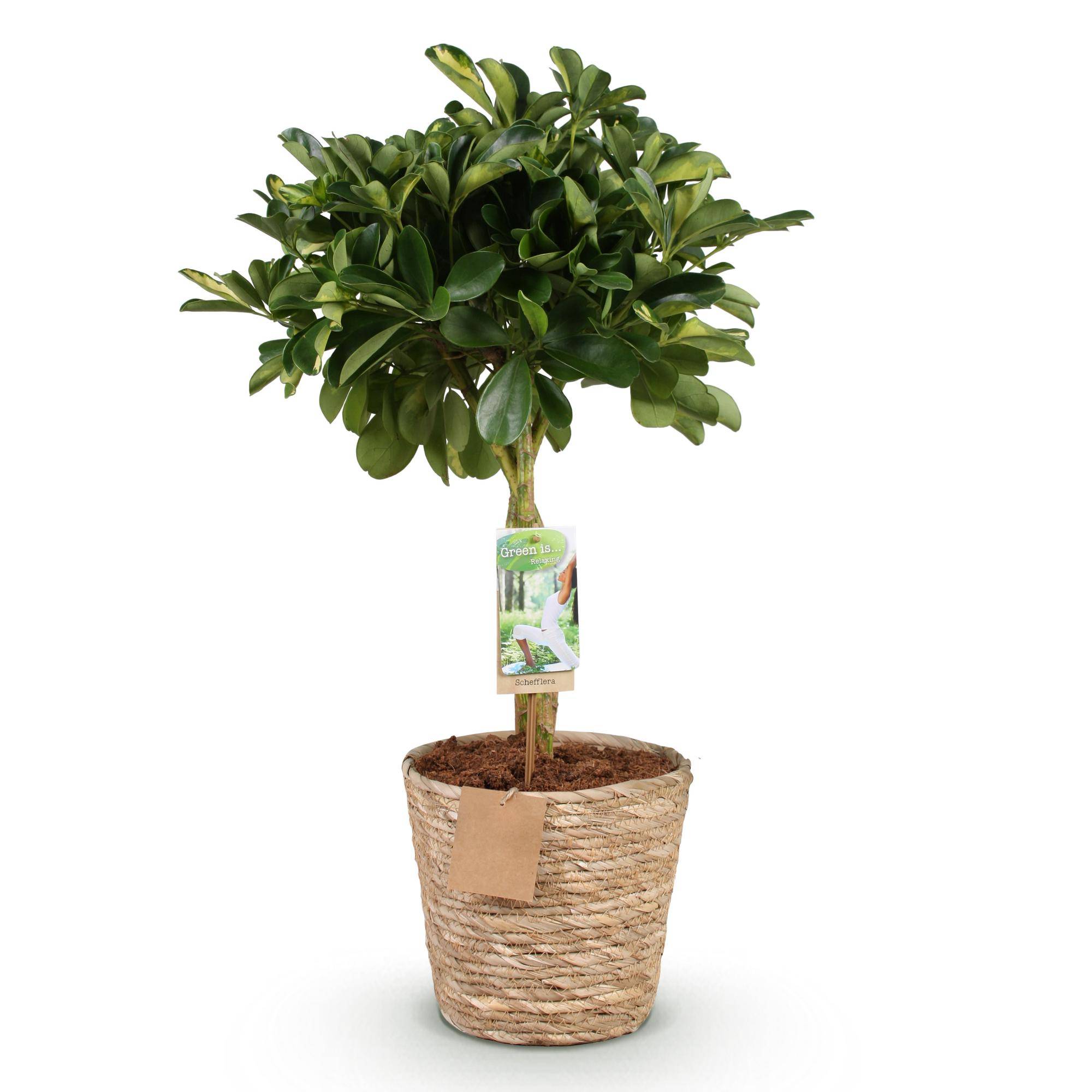 Schefflera Gold Capelle - Pot de 21cm - Hauteur 70-81cm - Panier - Plantes d'intérieur - Image 2