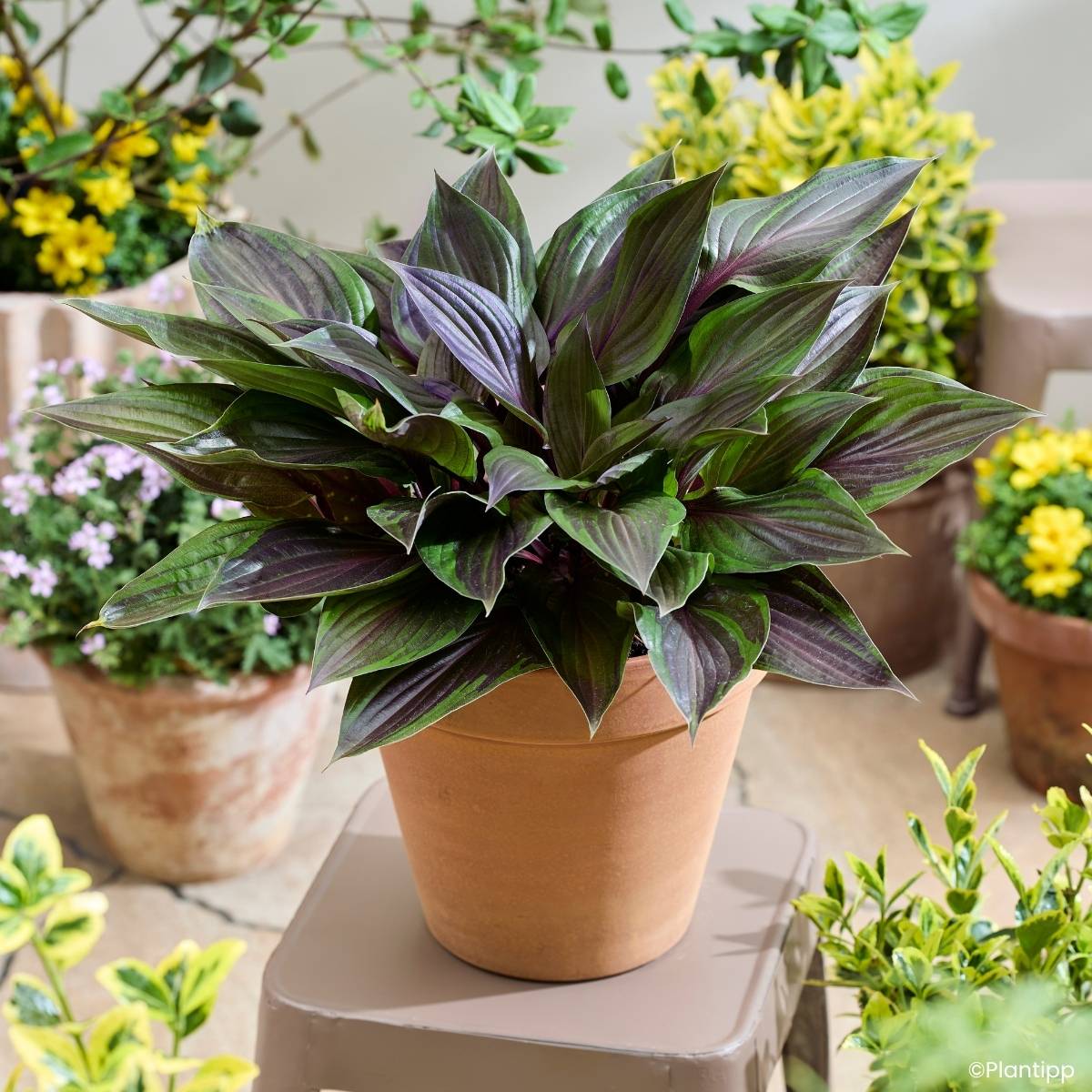 Promesse de Fleurs - Hosta Red Ninja Pot de 2L/3L