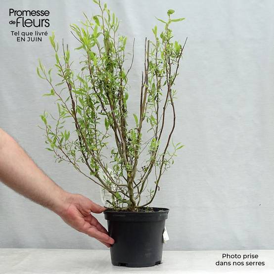 Saule de Pékin tortueux - Salix matsudana (babylonica) Tortuosa Pot de 2L/3L - Image 2
