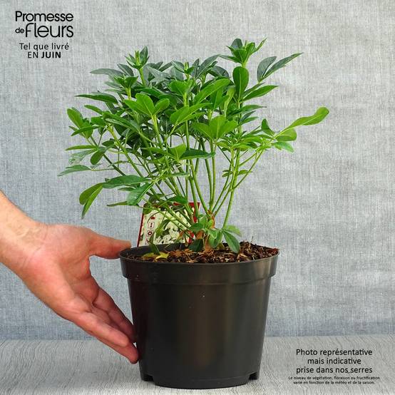 Choisya ternata - Oranger du Mexique Pot de 2L/3L - Image 2