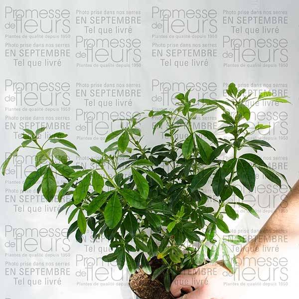 Choisya ternata - Oranger du Mexique Pot de 2L/3L - Imagen 4