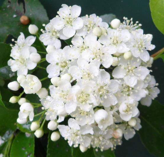 Choisya ternata - Oranger du Mexique Pot de 2L/3L - Image 3