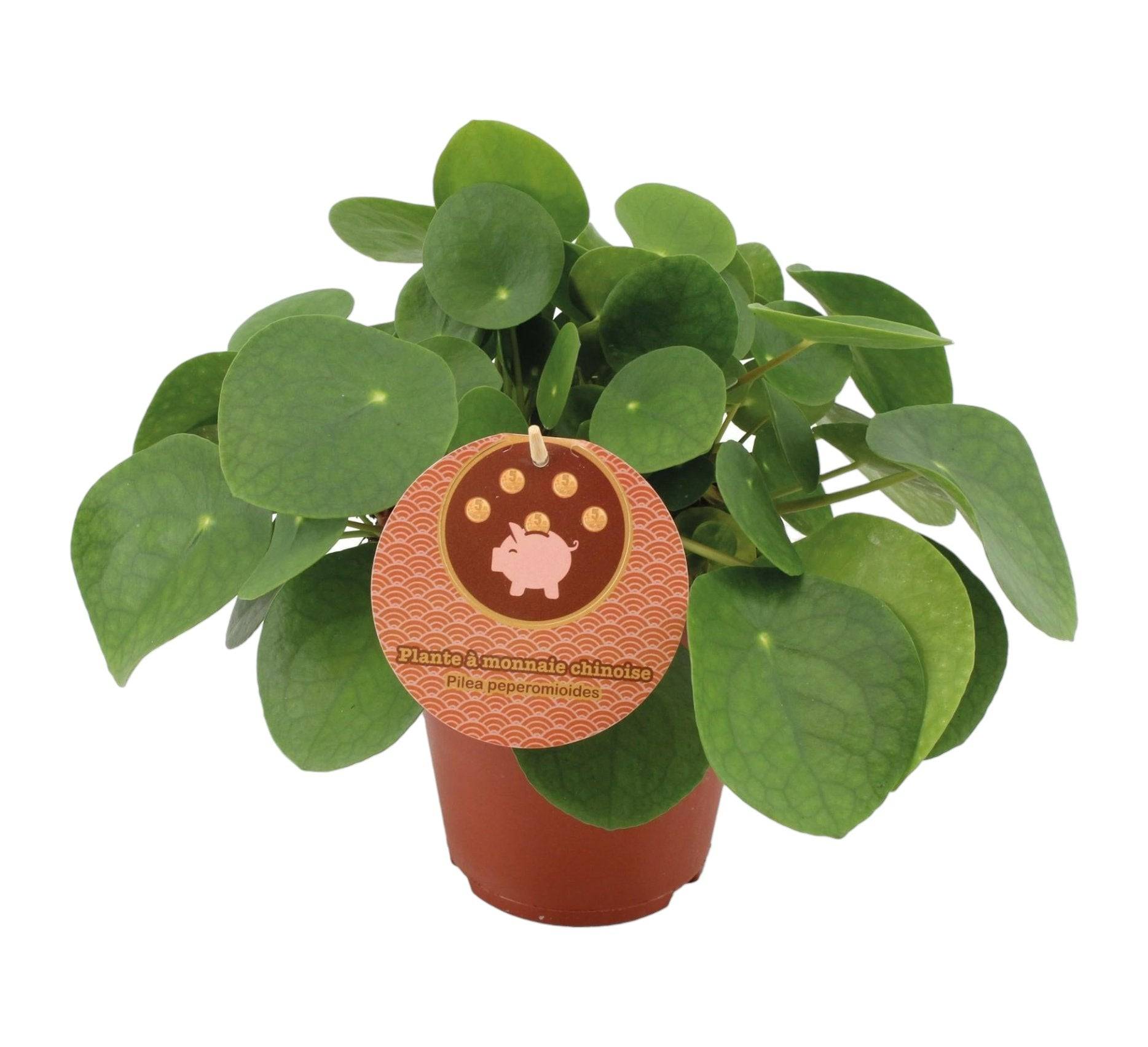 Pilea Peperomioides 30cm - Plante d'intérieur- La Green Touch - Image 3